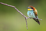 Image. European Bee-eater