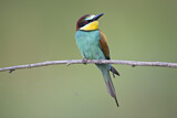 Image. European Bee-eater
