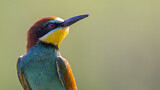 Image. European Bee-eater
