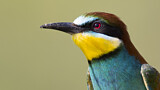 Image. European Bee-eater