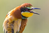 Image. European Bee-eater