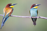 Image. European Bee-eater