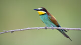 Image. European Bee-eater