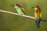 Image. European Bee-eater