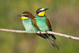 Image. European Bee-eater