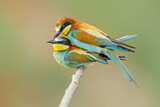 Image. European Bee-eater
