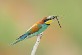 Image. European Bee-eater