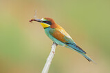 Image. European Bee-eater