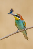Image. European Bee-eater