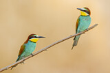 Image. European Bee-eater
