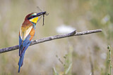 Image. European Bee-eater