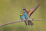 Image. European Bee-eater