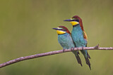 Image. European Bee-eater