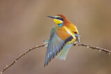 Image. European Bee-eater