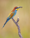 Image. European Bee-eater