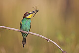 Image. European Bee-eater