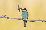 Image. European Bee-eater