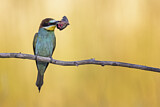 Image. European Bee-eater