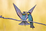 Image. European Bee-eater