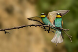 Image. European Bee-eater
