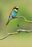 Image. European Bee-eater