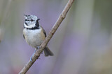 Image. European Crested Tit