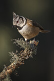 Image. European Crested Tit