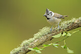 Image. European Crested Tit