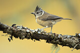 Image. European Crested Tit