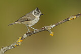 Image. European Crested Tit