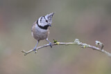Image. European Crested Tit