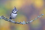 Image. European Crested Tit