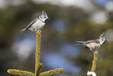 Image. European Crested Tit
