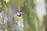 Image. European Crested Tit