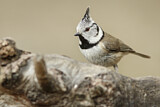 Image. European Crested Tit