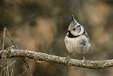 Image. European Crested Tit