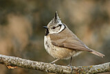 Image. European Crested Tit