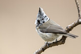 Image. European Crested Tit