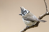 Image. European Crested Tit