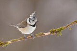 Image. European Crested Tit