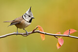 Image. European Crested Tit