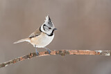 Image. European Crested Tit
