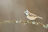 Image. European Crested Tit