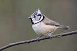 Image. European Crested Tit