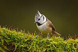 Image. European Crested Tit