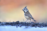 Image. European Crested Tit