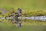 Image. European Crested Tit