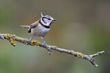 Image. European Crested Tit
