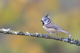 Image. European Crested Tit