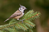 Image. European Crested Tit